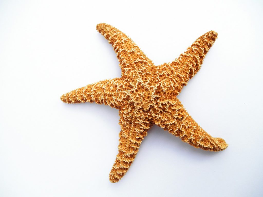 starfish, dried, decorative